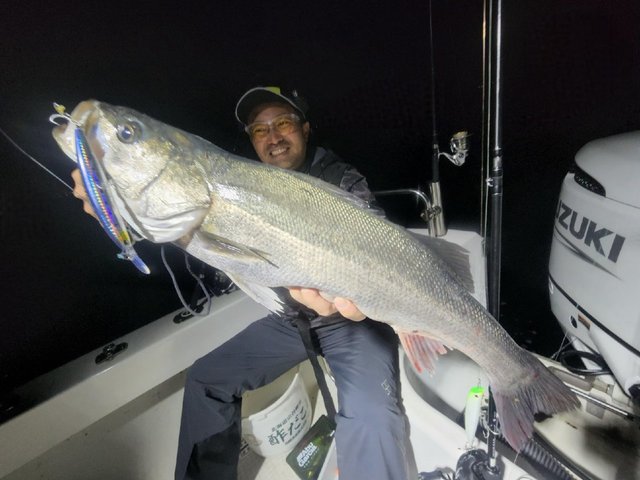 シーバス(スズキ)