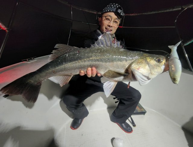 シーバス(スズキ)