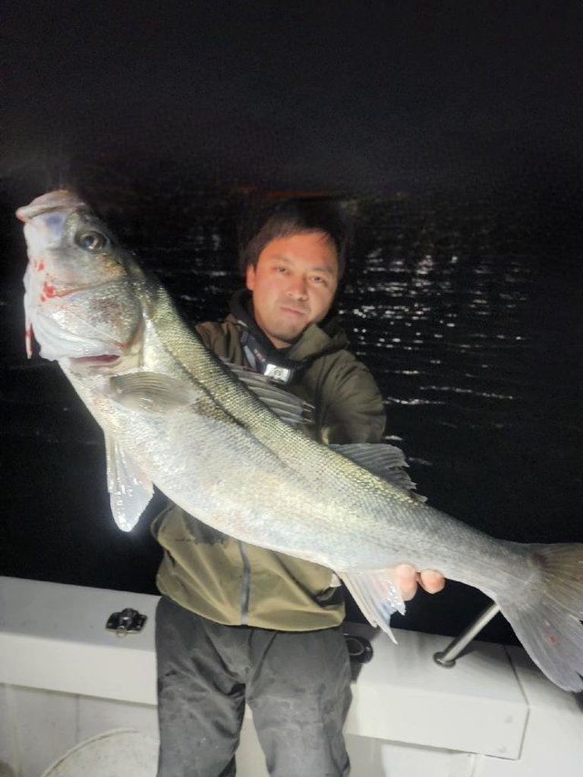 シーバス(スズキ)