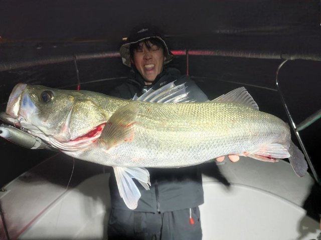 シーバス(スズキ)