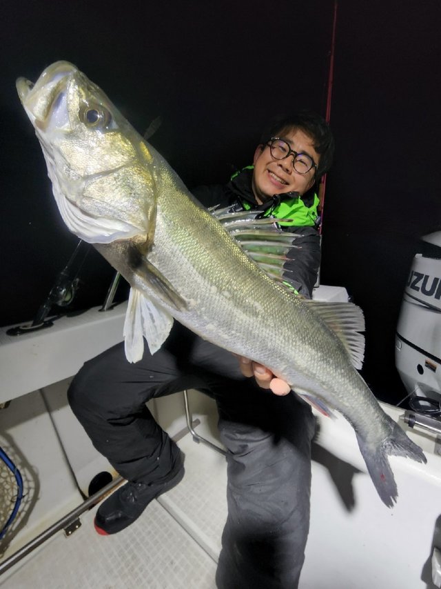 シーバス(スズキ)