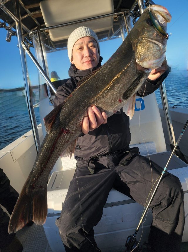 シーバス(スズキ)