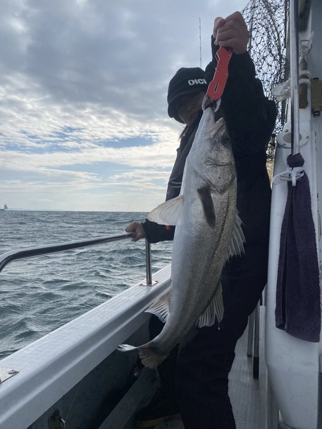 シーバス(スズキ)