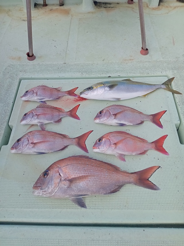 マダイ・ハマチ(ブリ)