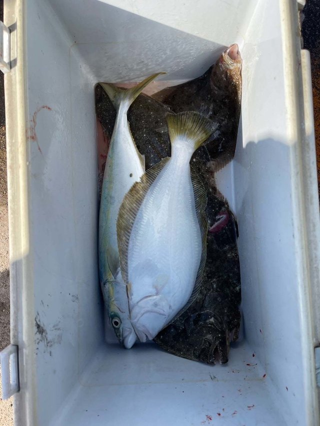 イナダ(ブリ)・ヒラメ