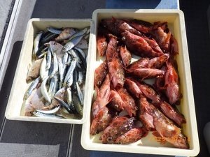アジ(マアジ)・カサゴ