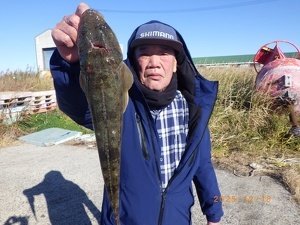 マゴチ