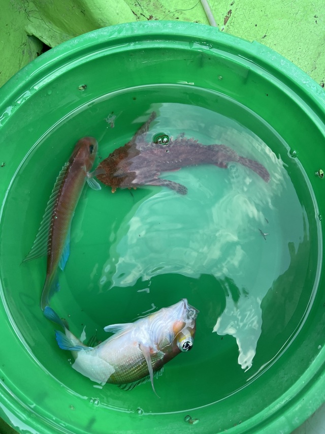 アマダイ(アカアマダイ)・オニカサゴ