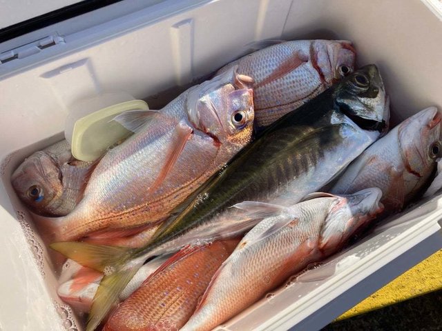 ハナダイ(チダイ)・アジ(マアジ)