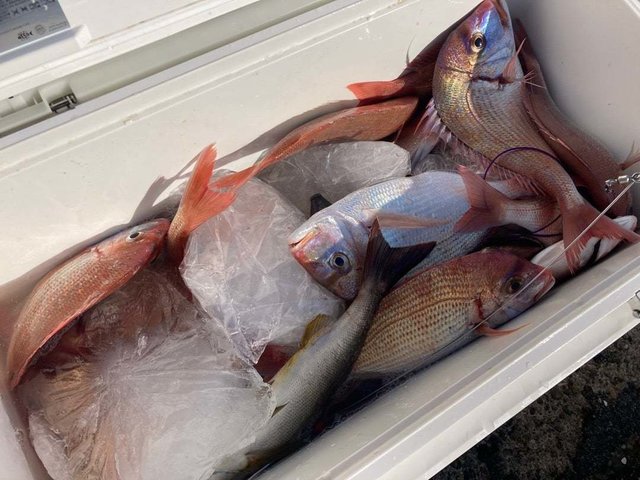 ハナダイ(チダイ)