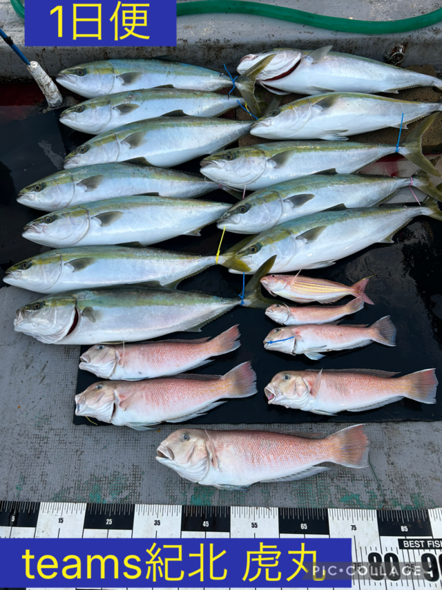 メジロ(ブリ)・シロアマダイ・イトヨリ(イトヨリダイ)