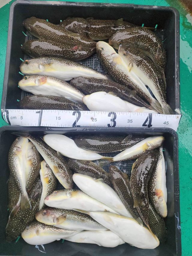 ショウサイフグ