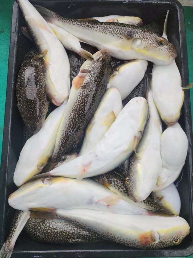 ショウサイフグ