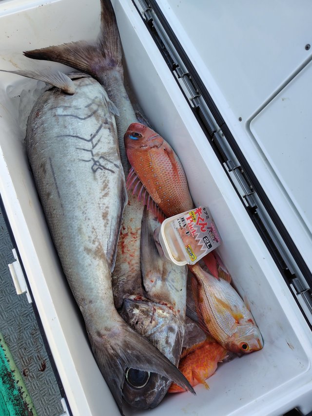 マダイ・レンコ(キダイ)・メダイ