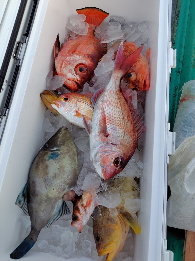 マダイ・アオハタ・チカメキントキ・ガシラ(カサゴ)・ウマヅラハギ・オキメバル(ウスメバル)