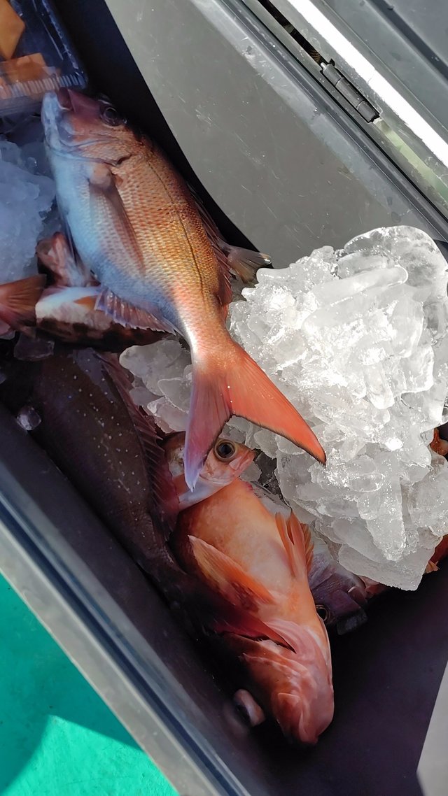 メダイ・ガシラ(カサゴ)