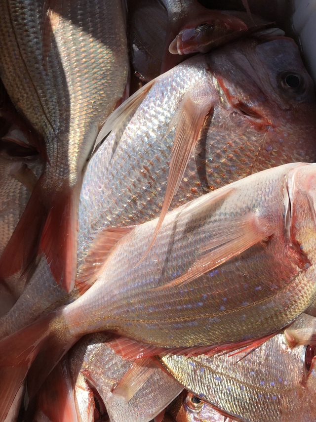 ハナダイ(チダイ)