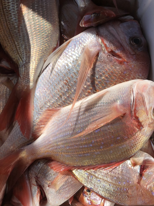 ハナダイ(チダイ)