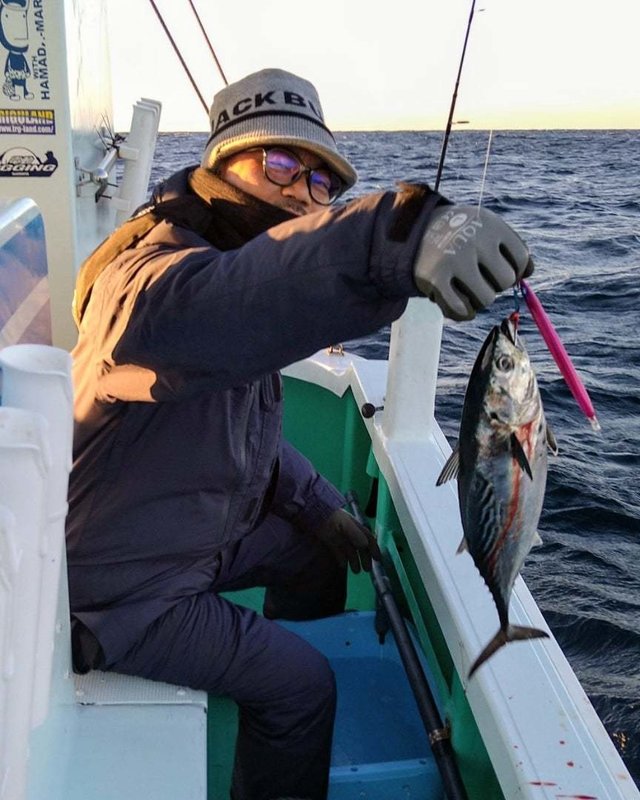 スマガツオ(スマ)