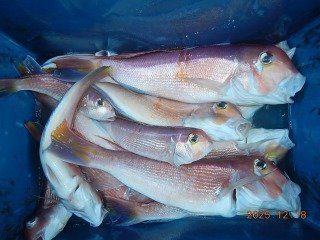 アマダイ(アカアマダイ)