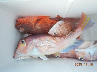 アマダイ(アカアマダイ)・カサゴ