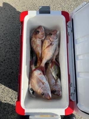 マダイ・イサキ