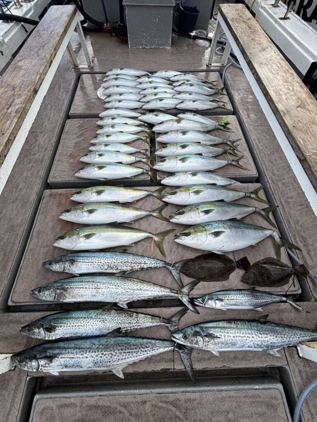 ブリ・サワラ・サゴシ(サワラ)・ヒラメ