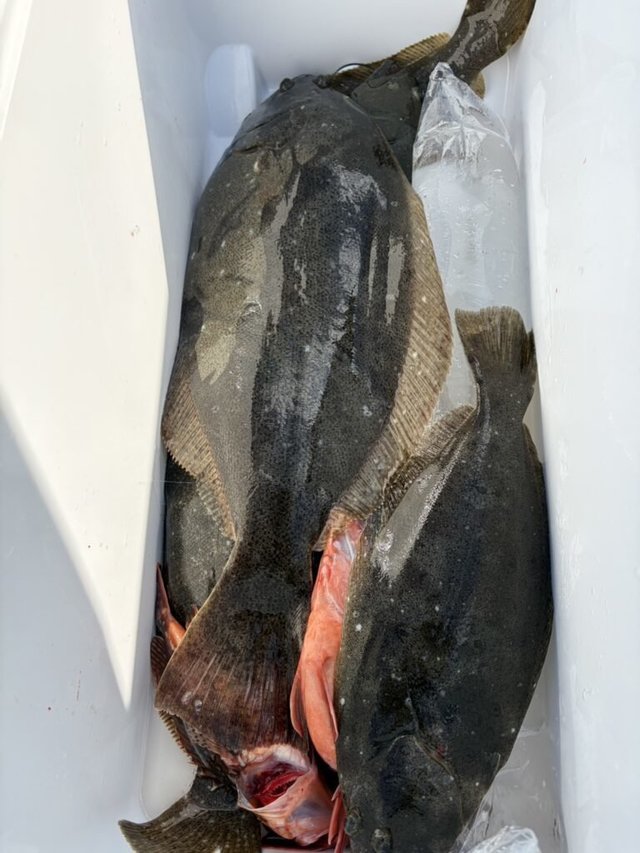 カサゴ・ヒラメ