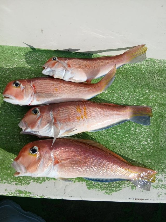 アマダイ(アカアマダイ)