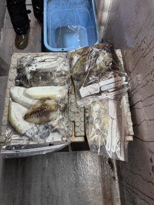 アオリイカ・スミイカ(コウイカ)