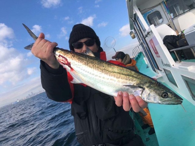 サゴシ(サワラ)