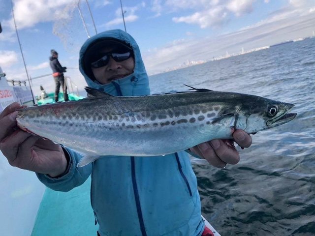 サゴシ(サワラ)