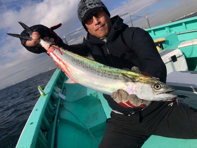 サゴシ(サワラ)