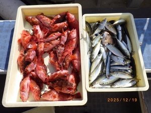 アジ(マアジ)・カサゴ・ウルメイワシ