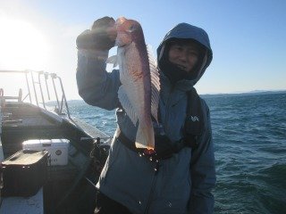 アマダイ(アカアマダイ)