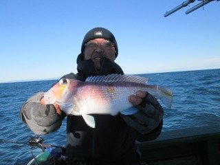 アマダイ(アカアマダイ)