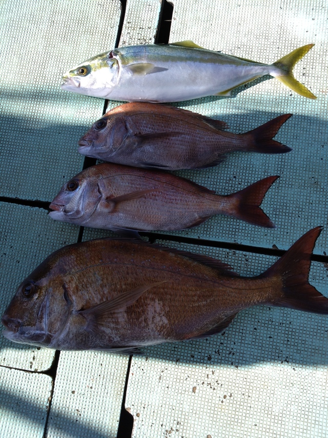 タイ(マダイ)・ハマチ(ブリ)