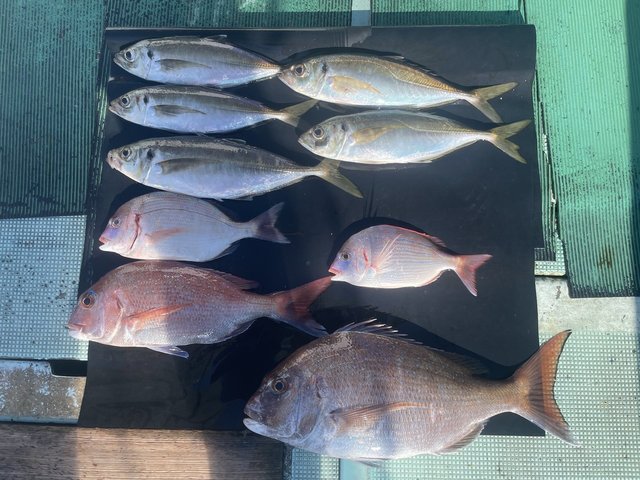 マダイ・マアジ