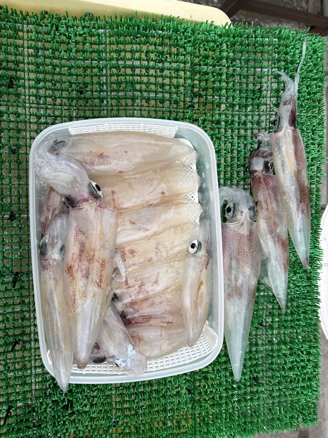 マルイカ(ケンサキイカ)