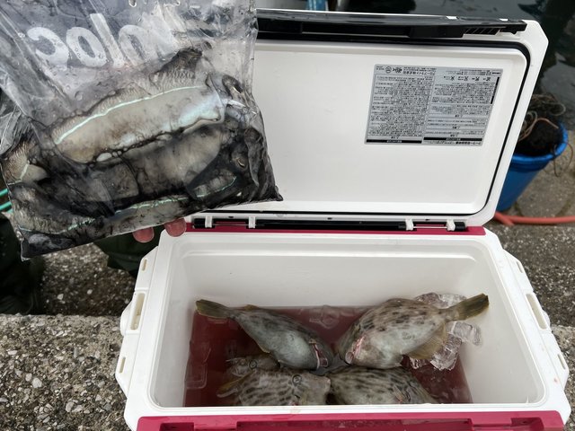 カワハギ・アオリイカ・モンゴウイカ(カミナリイカ)