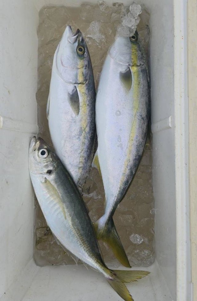 アジ(マアジ)・イナダ(ブリ)