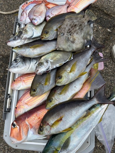 ハナダイ(チダイ)・クロダイ・カイワリ・イナダ(ブリ)・イサキ・アマダイ(アカアマダイ)・イトヨリ(イトヨリダイ)・オニカサゴ・カワハギ