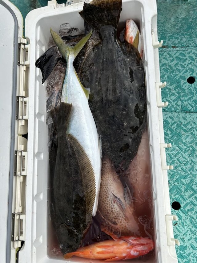 オオモンハタ・ヒラメ