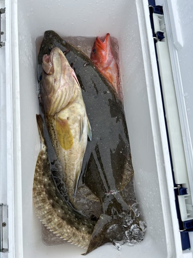 ホウキハタ・ヒラメ