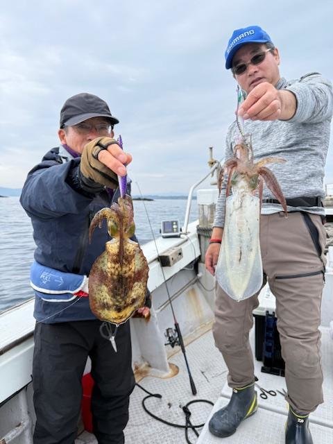 イカ(アオリイカ)