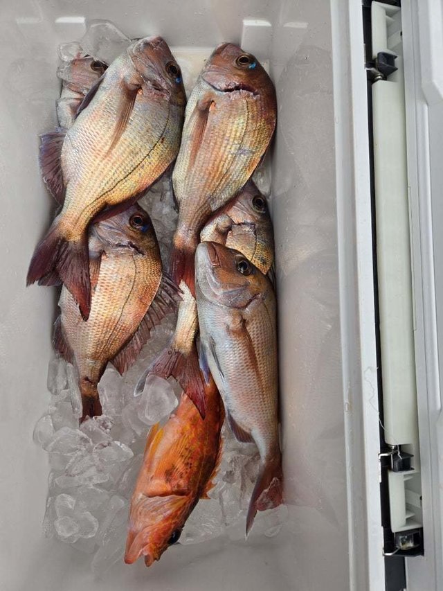 マダイ・カサゴ