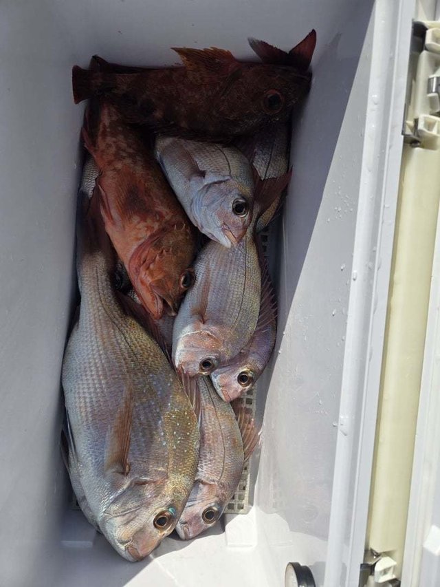 マダイ・カサゴ