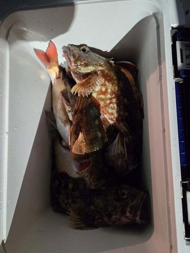 マダイ・カサゴ