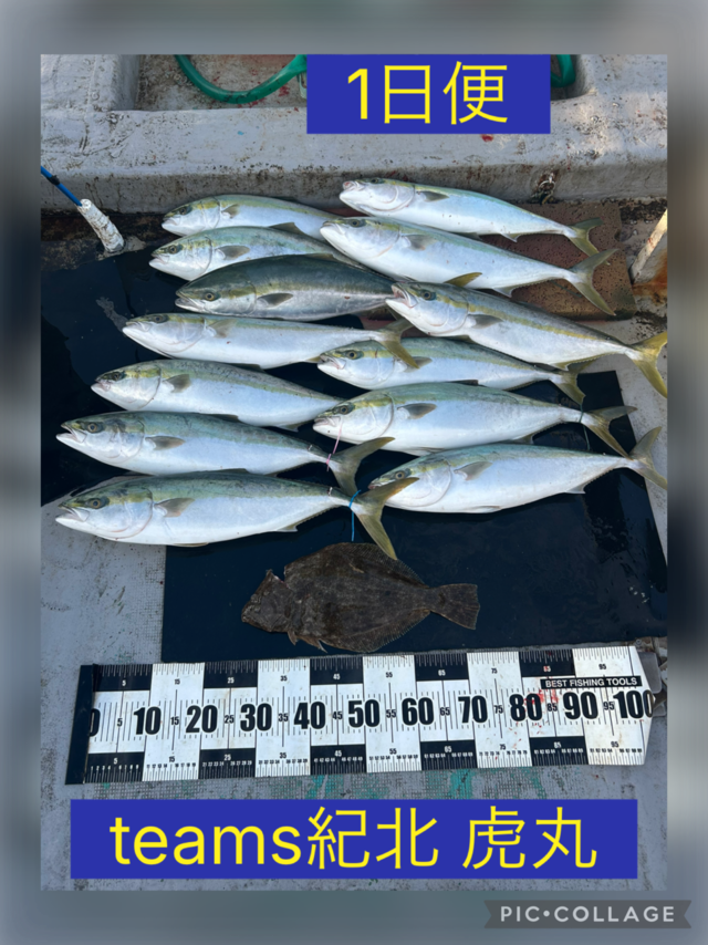 メジロ(ブリ)・ヒラメ