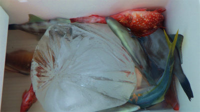 イナダ(ブリ)・ウッカリカサゴ・ウマヅラハギ